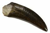 Awesome, Serrated Tyrannosaur Tooth - Two Medicine Formation #149111-1